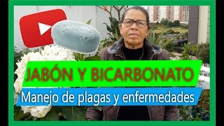 Cómo hacer un fungicida casero con bicarbonato y jabón Sorprendente [upl. by Peltz]