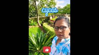 Cycas greencare utubeshorts flowers viral [upl. by Alraep193]