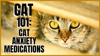 Cat 101 Cat Anxiety Medications [upl. by Doreg]