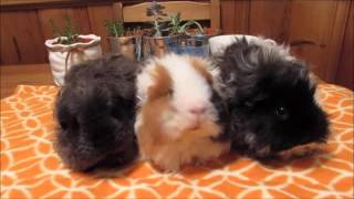 Different Guinea Pig Breeds in the Sherwood Home [upl. by Annuahs106]