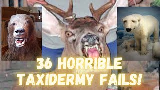 Hilarious Bad taxidermy mounts [upl. by Tulley816]