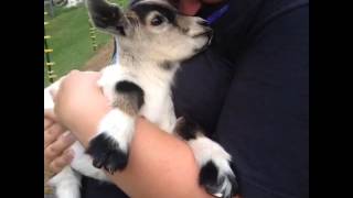 Kid baby goat Screaming [upl. by Vipul273]