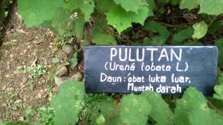 Tanaman Pulutan Caesarweed Plant Urena Lobata [upl. by Landers]