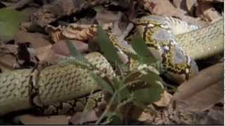 Worlds Deadliest King Cobra vs Reticulated Python [upl. by Ioab610]