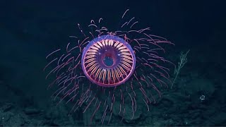 Trying My Favorite Shocking Facts about firework jellyfish [upl. by Ulda999]