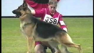 How to Evaluate the German Shepherd Dog in the Show Ring  Part 1 of 2 [upl. by Leyla]