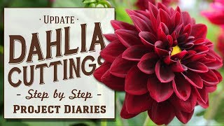 ★ Update Dahlia Cuttings Step by Step Guide [upl. by Nosac]