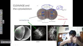 Developmental biology lecture  embryo development [upl. by Hanahs]