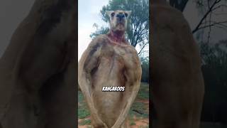 Man saves dog from kangaroo animals fact viral [upl. by Best323]