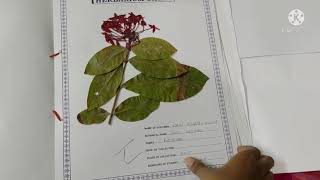 Intermediate second year Practical Herbarium sheets [upl. by Tann534]