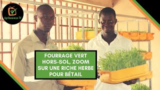 Burkina Faso  Fourrage vert horssol zoom sur une riche herbe pour bétail [upl. by Senalda833]