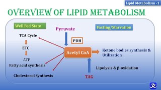 1 Overview of lipid metabolism  Lipid Metabolism1  Biochemistry  NJOY Biochemistry [upl. by Maram]