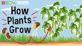 How Plants Grow [upl. by Aisek]