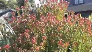 Leucadendron Safari Sunset  Red Cone Bush [upl. by Castara]