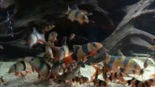 120 Clown loach [upl. by Karsten996]