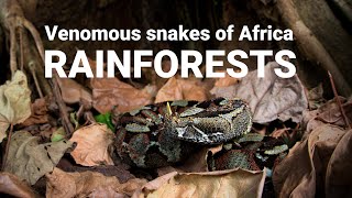 The venomous snakes of Africa  RAINFORESTS Forest cobra Green mamba bush vipers Gaboon viper [upl. by Grodin]