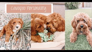 Cavapoo Personality  Everything You Need To Know [upl. by Fairfield]