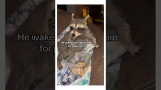 I need a pet racoon cute funny animals raccoon [upl. by Cade]