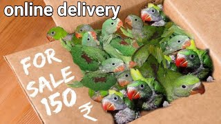 baby parrot buy onlineparrot buy Home diliveryalexadrine parrot buy onlineparrot buy [upl. by Aiuoqes645]