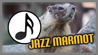 Jazz Marmot [upl. by Neret]