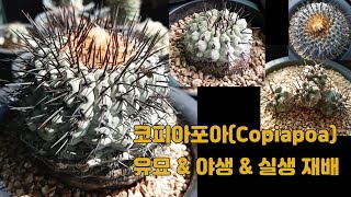 극건조 지대 자생하는 선인장 어떻게 재배할까 코피아포아 선인장 소개 Copiapoa cactus [upl. by Sirehc]