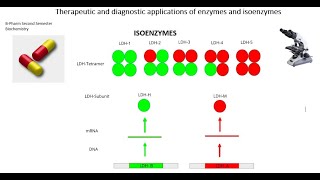 Therapeutic diagnostic applications enzymes isoenzymes bpharmonlineclasses Second Semester [upl. by Arelc421]