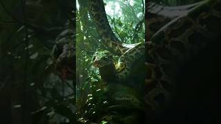 Amazon Rainforest Facts in Hindi 😱 facts forest nature shorts youtubeshorts [upl. by Aiciram262]