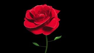 Maya 3D Hybrid Rose Blooming Animation HD [upl. by Ayotaj]