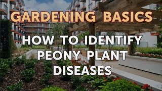 How to Identify Peony Plant Diseases [upl. by Drawdesemaj]