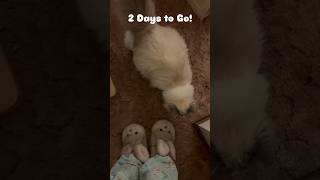 Pregnant Ragdoll Cat Meows  Nearly Ready to Give Birth to Kittens ragdoll pregnantcat catshorts [upl. by Yleen921]