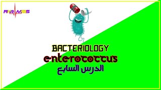 الدرس السابع المكورات المعوية  Enterococcus [upl. by Adolphe]