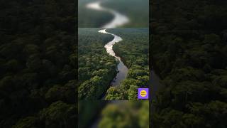 Amazon rainforest facts  hindi facts shorts  facts video in Hindi viral facts  any amazing facts [upl. by Nawor]