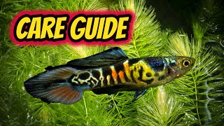 Endlers Livebearer Care Guide Best beginner fish [upl. by Rogovy332]