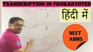 Transcription in prokaryotes in hindi [upl. by Stochmal]