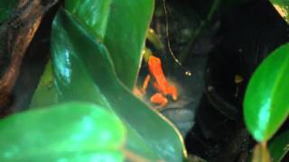 Oophaga Sylvatica San Lorenzo Feeding [upl. by Ibrad]