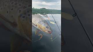 Golden Road Flooded Spillway fishing maine whiteperch remote [upl. by Armillas]