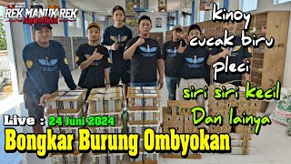 Bongkar Burung Ombyokan Ready kinoy  cucak biru  pleci bustomi  siriquot kecil  Cucak ranting dll [upl. by Kroo]