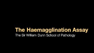 The Haemagglutination assay [upl. by Sarkaria783]