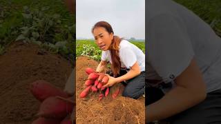 Potato harvest activities in rural agriculture  High yielding sweet potato farming potato short [upl. by Atiuqes]