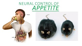 Introduction to Neuroscience 2 Lecture 15 appetite [upl. by Corie]