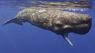 Sperm whale  Amazing Animal [upl. by Fenny]