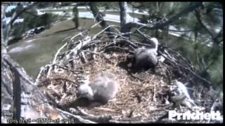 See sibling aggression E5 on E6 on 18 Jan 2015  SW Florida Bald Eagles [upl. by Reehsab68]