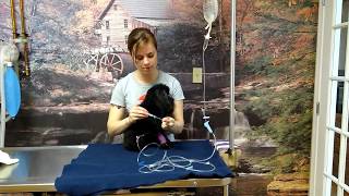 How to Care for your Pets IV Fluids 22 [upl. by Leonard]