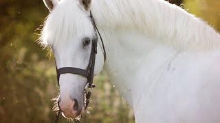 LE PONEY CONNEMARA  LES ORIGINES ET LES CARACTÉRISTIQUES [upl. by Aihsotal958]