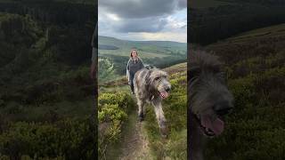 GIANT IRISH WOLFHOUND  Wolf Killer irishwolfhound ireland wolfhound giantdog wolfkiller [upl. by Pallas]