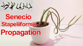 Senecio StapeliiformisPickle Plant Propagation  NJ and TX Garden [upl. by Sneve]