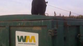 hungry black bear at wapasu camp oil sands [upl. by Lora]