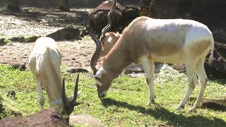 アダックス Addax：台北市立動物園（Taipiei Zoo） [upl. by Namar]