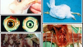 MAREK DISEASE IN POULTRY [upl. by Oneg377]