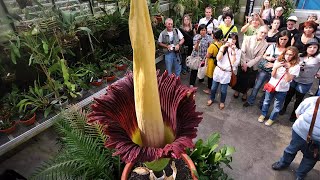 Amorphophallus titanum The Enigmatic Corpse Flower [upl. by Nnairahs]